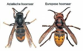 Aziatische hoornaar