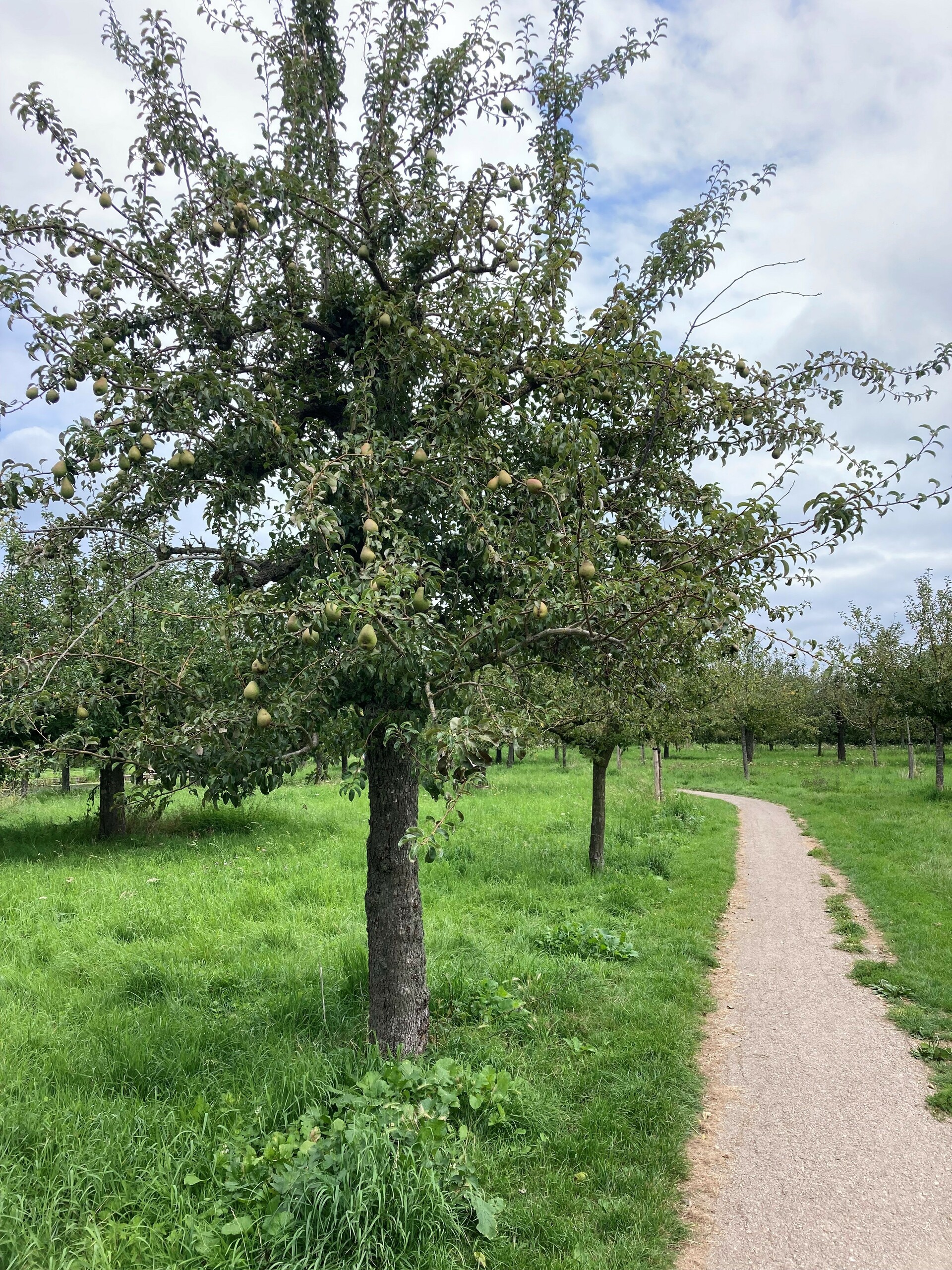 Fruit plukken sept 1_staand